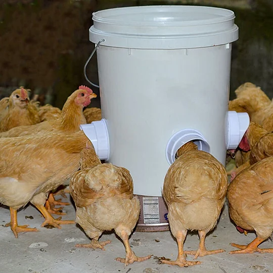 (2022 Spring Promotion)DIY Chicken Feeder (🔥promotion $12.98 Only Today!🔥)
