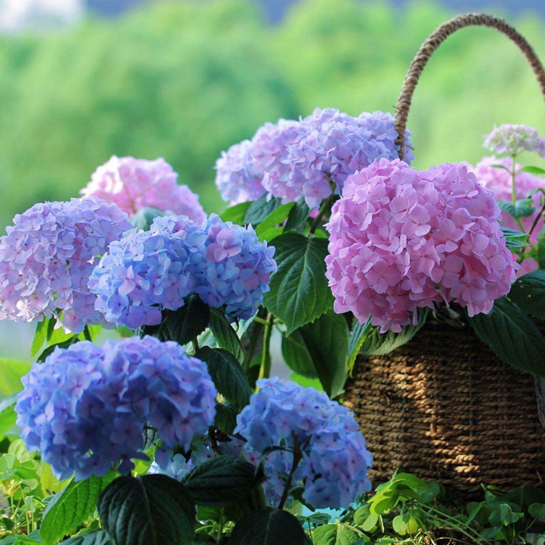 Hot sale 50% off--Outdoor Artificial Hydrangea Flowers💐