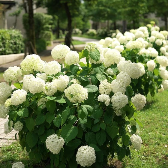 Hot sale 50% off--Outdoor Artificial Hydrangea Flowers💐