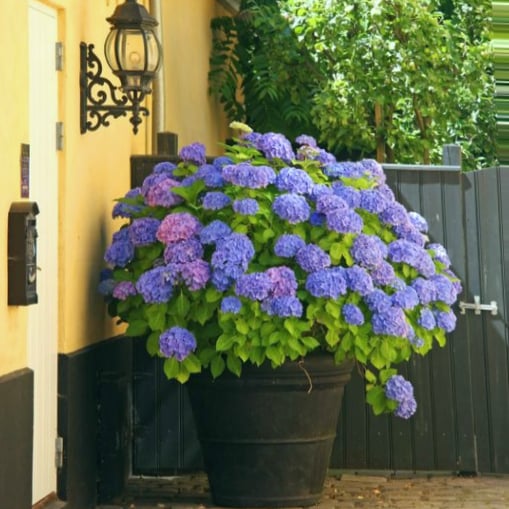 Hot sale 50% off--Outdoor Artificial Hydrangea Flowers💐