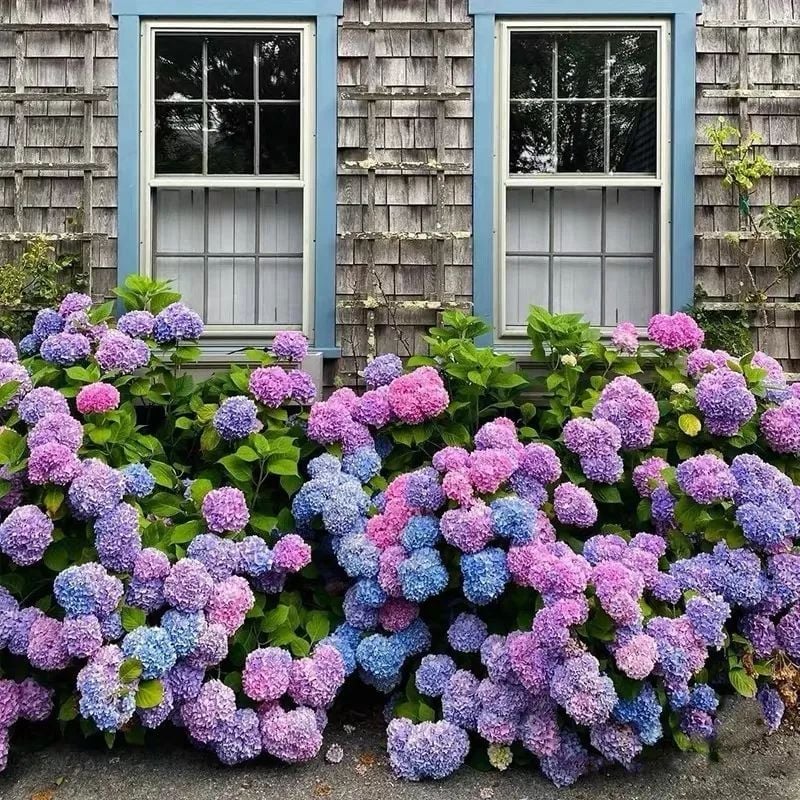 Hot sale 50% off--Outdoor Artificial Hydrangea Flowers💐