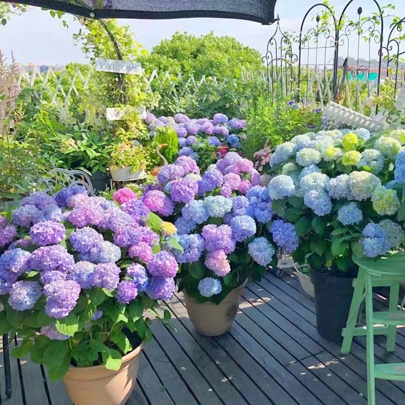 Hot sale 50% off--Outdoor Artificial Hydrangea Flowers💐