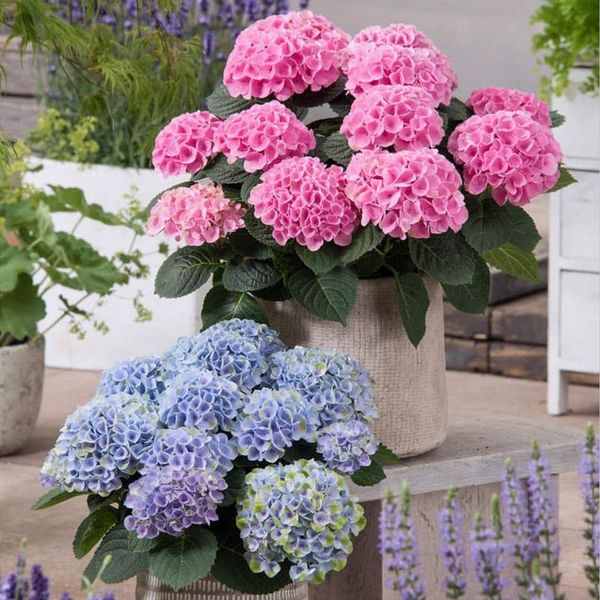 Hot sale 50% off--Outdoor Artificial Hydrangea Flowers💐