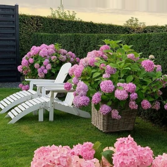 Hot sale 50% off--Outdoor Artificial Hydrangea Flowers💐