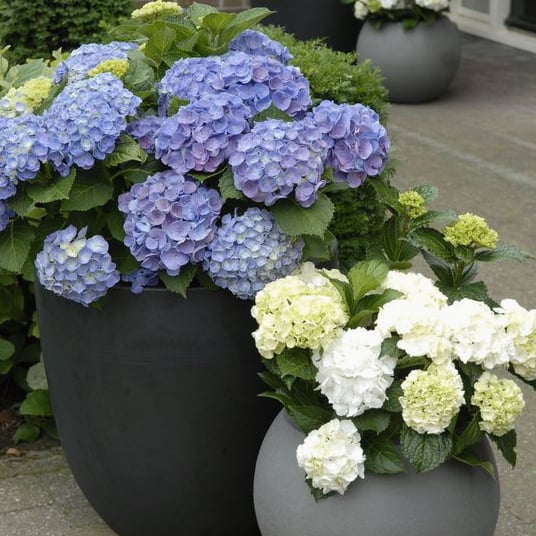 Hot sale 50% off--Outdoor Artificial Hydrangea Flowers💐