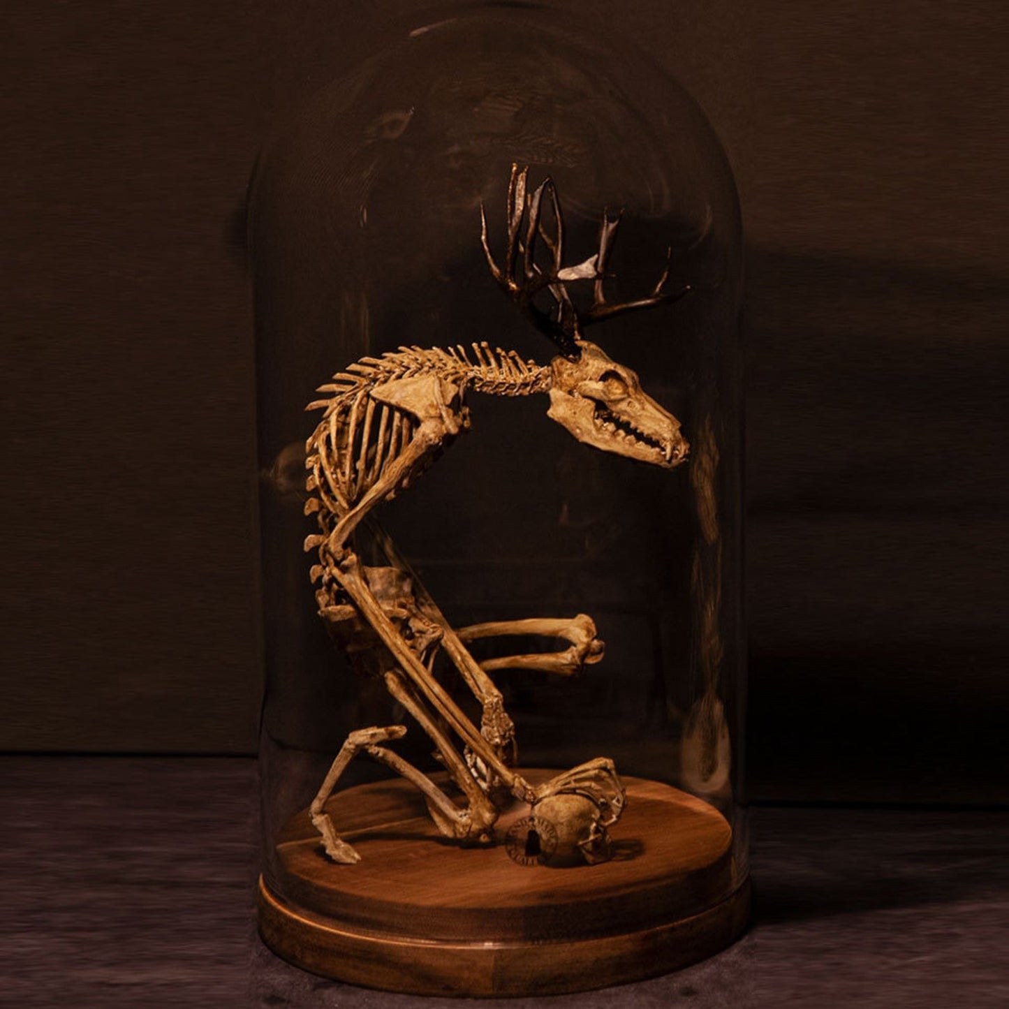 👍Promotion 60% OFF💥WENDIGO SKELETON CURIOSITY CABINET